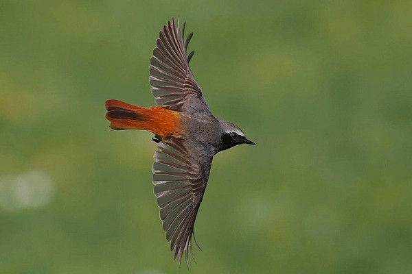 Bird sightings Monday, 13 April 2026