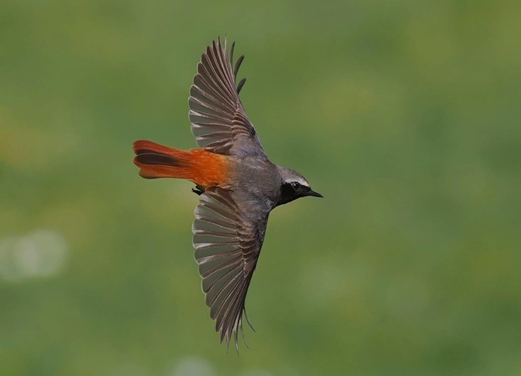 Redstart - Neil Hunt.