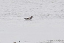 Red-necked Phalarope - Neil Hunt.
