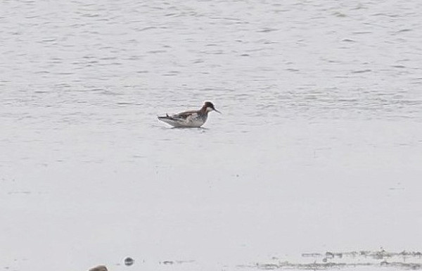Red-necked Phalarope - Neil Hunt.