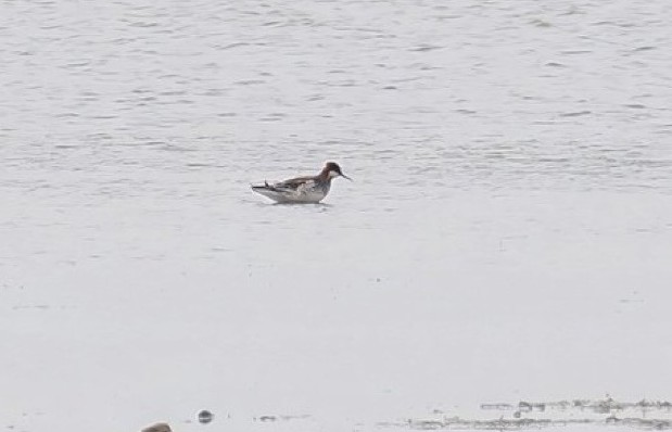 Red-necked Phalarope - Neil Hunt.