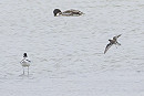 Red-necked Phalarope - Neil Hunt.