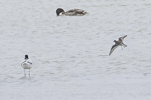 Red-necked Phalarope - Neil Hunt.