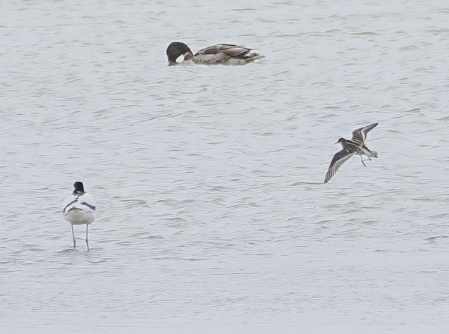 Red-necked Phalarope - Neil Hunt.