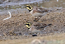 Shore Larks - Neil Hunt.