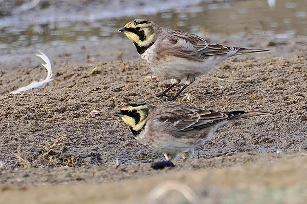 Shore Larks - Neil Hunt.