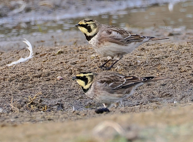 Shore Larks - Neil Hunt.