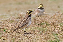 Shore Larks - Neil Hunt.