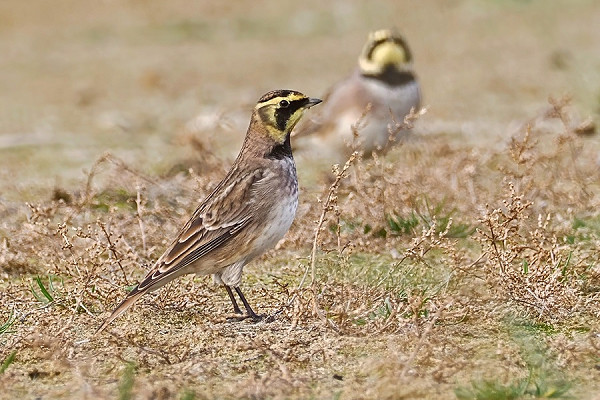 Shore Larks - Neil Hunt.