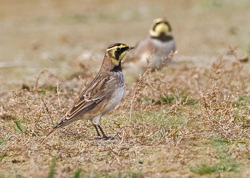 Shore Larks - Neil Hunt.