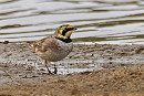 Shore Lark - Neil Hunt.