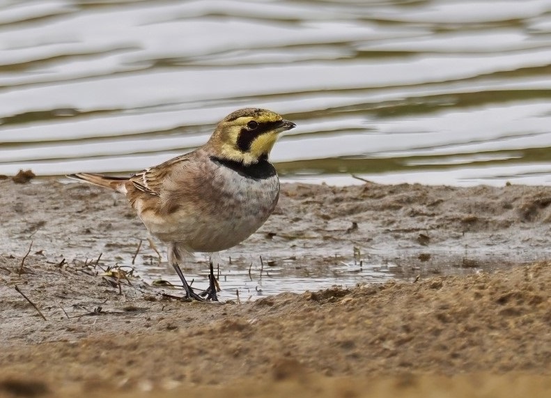 Shore Lark - Neil Hunt.