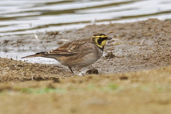 Shore Lark - Neil Hunt.