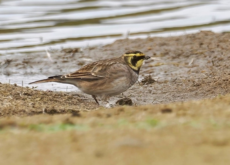 Shore Lark - Neil Hunt.