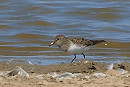 Temminck's Stint - Neil Hunt.
