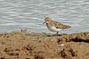 Temminck's Stint - Neil Hunt.