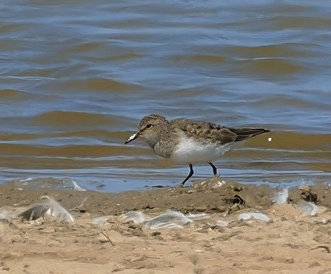 Bird sightings Monday, 12 May 2025