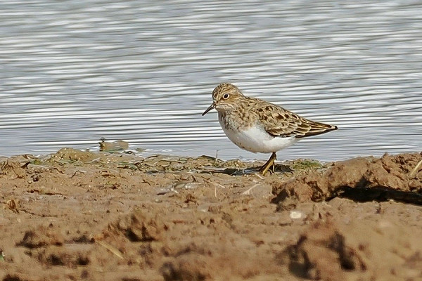 Bird sightings Thursday, 14 May 2026