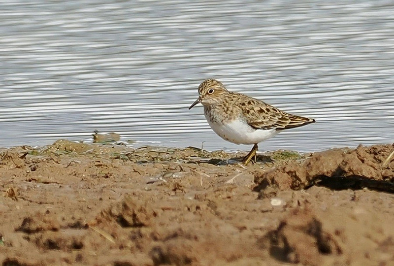 Temminck's Stint - Neil Hunt.