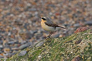 Wheatear - Neil Hunt.
