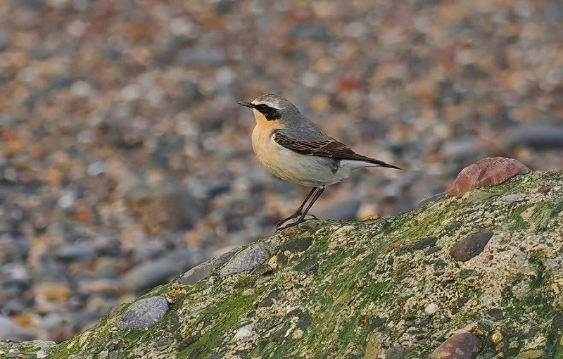 Wheatear - Neil Hunt.
