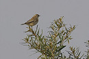 Whinchat - Neil Hunt.