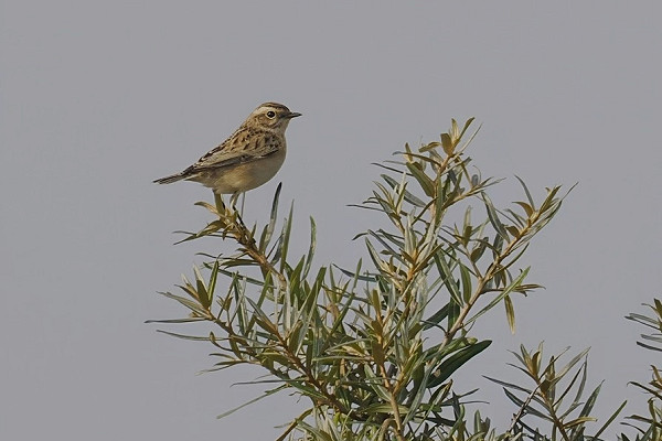 Whinchat - Neil Hunt.