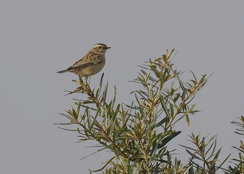 Whinchat - Neil Hunt.