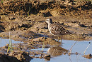 Wood Sandpiper - Neil Hunt.