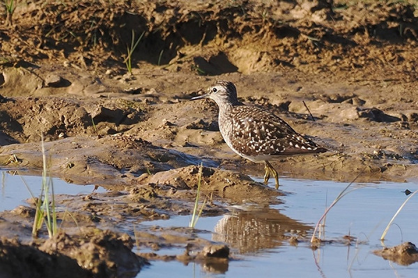 Wood Sandpiper - Neil Hunt.