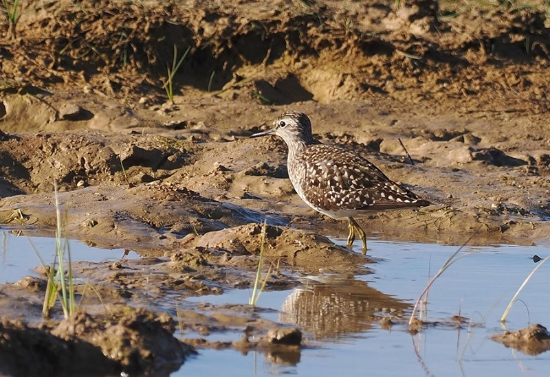 Wood Sandpiper - Neil Hunt.