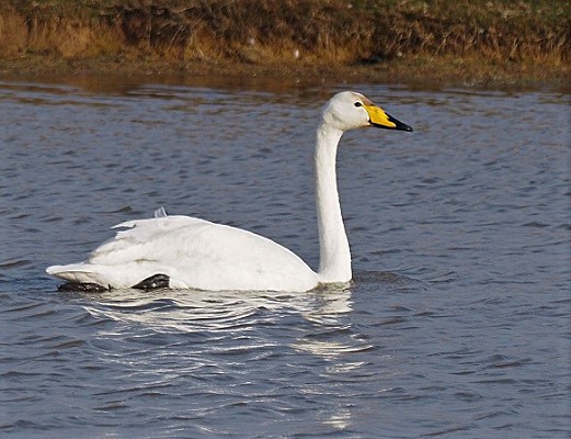 Whooper Swan. Neil Hunt.