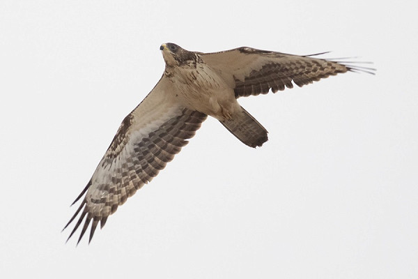 Honey Buzzard - Nicola Sutton.