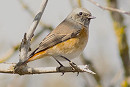 Redstart - Nicola Hartley.