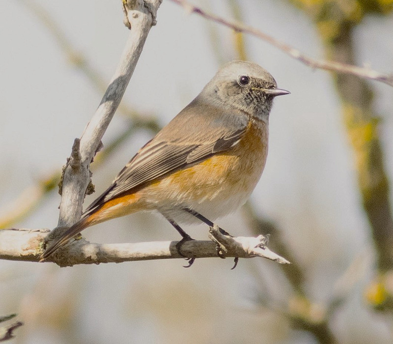 Redstart - Nicola Hartley.