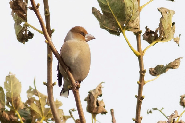 Hawfinch - Nicola Hartley.