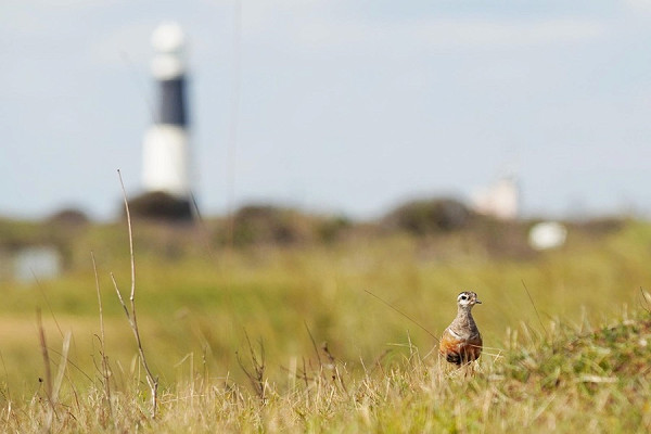 Dotterel and Spurns iconic Lighthouse - Nathanael Poffley.