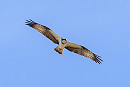 Osprey - Dave Constantine.