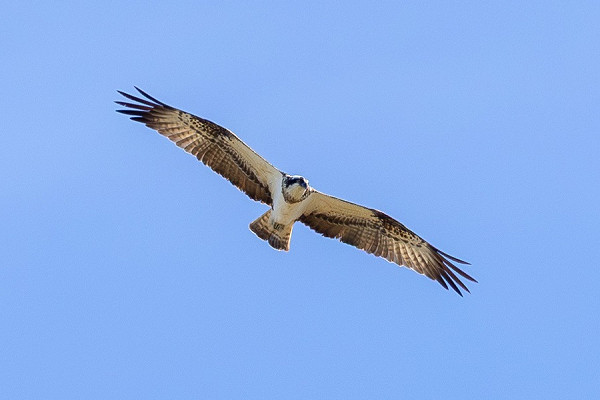 Osprey - Dave Constantine.