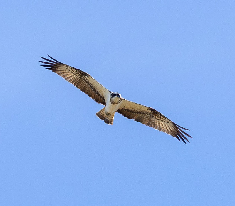 Osprey - Dave Constantine.