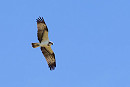 Osprey - Dave Constantine.