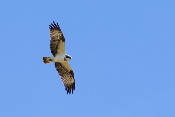 Osprey - Dave Constantine.