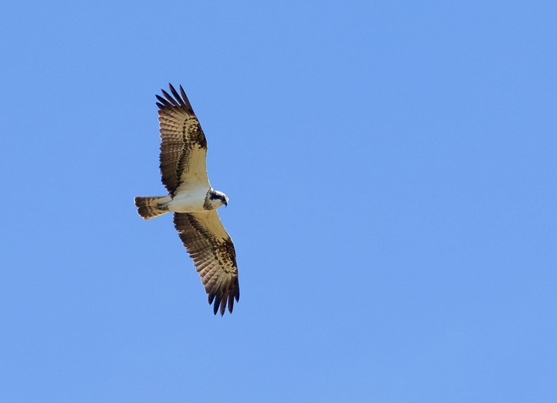 Osprey - Dave Constantine.