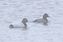 Pochard and hybrid Pochard x Ferruginous - Owen Tattersall.