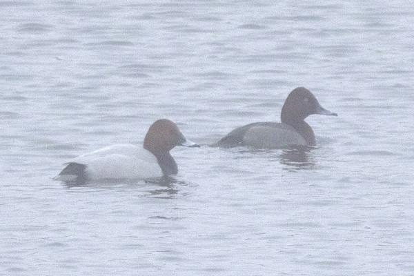 Pochard and hybrid Pochard x Ferruginous - Owen Tattersall.