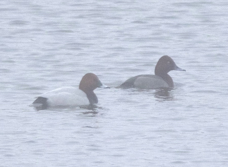 Pochard and hybrid Pochard x Ferruginous - Owen Tattersall.