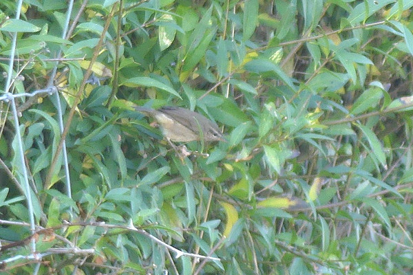 Dusky Warbler - Harry Witts.