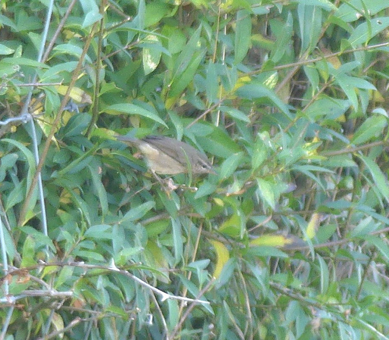 Dusky Warbler - Harry Witts.