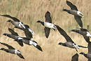 Pale-bellied Brent with Brents - Denise Shields.