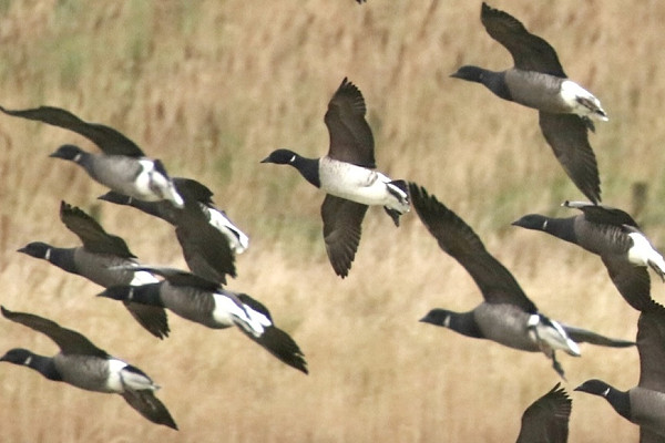 Pale-bellied Brent with Brents - Denise Shields.